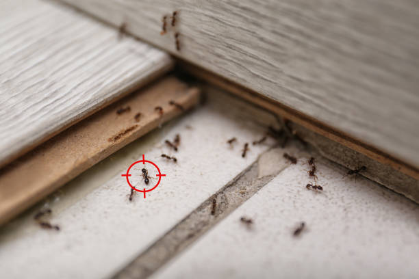 Best Termite Control Services  in Seattle, WA