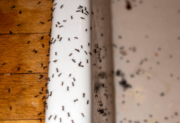 Best Residential Pest Control  in Seattle, WA