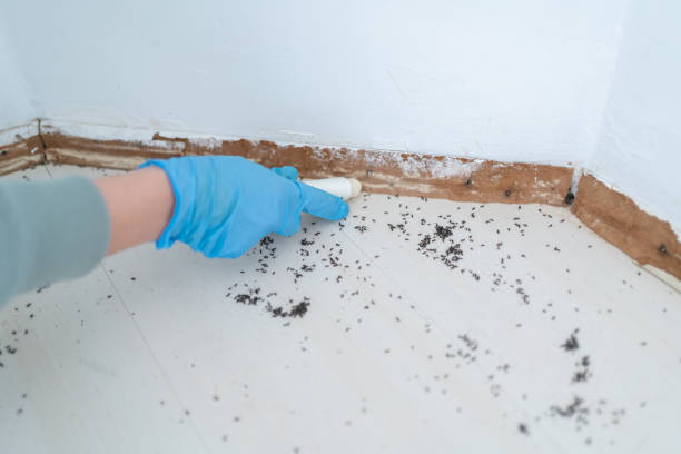Best Pest Prevention Services  in Seattle, WA
